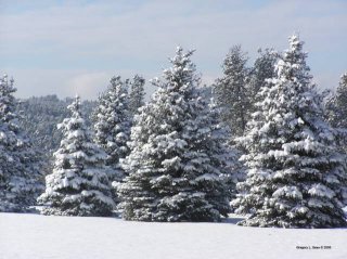 Winter Scene