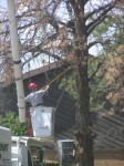 Removing the Tree