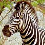 Zebras are black with white stripes
