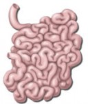 Small Intestine